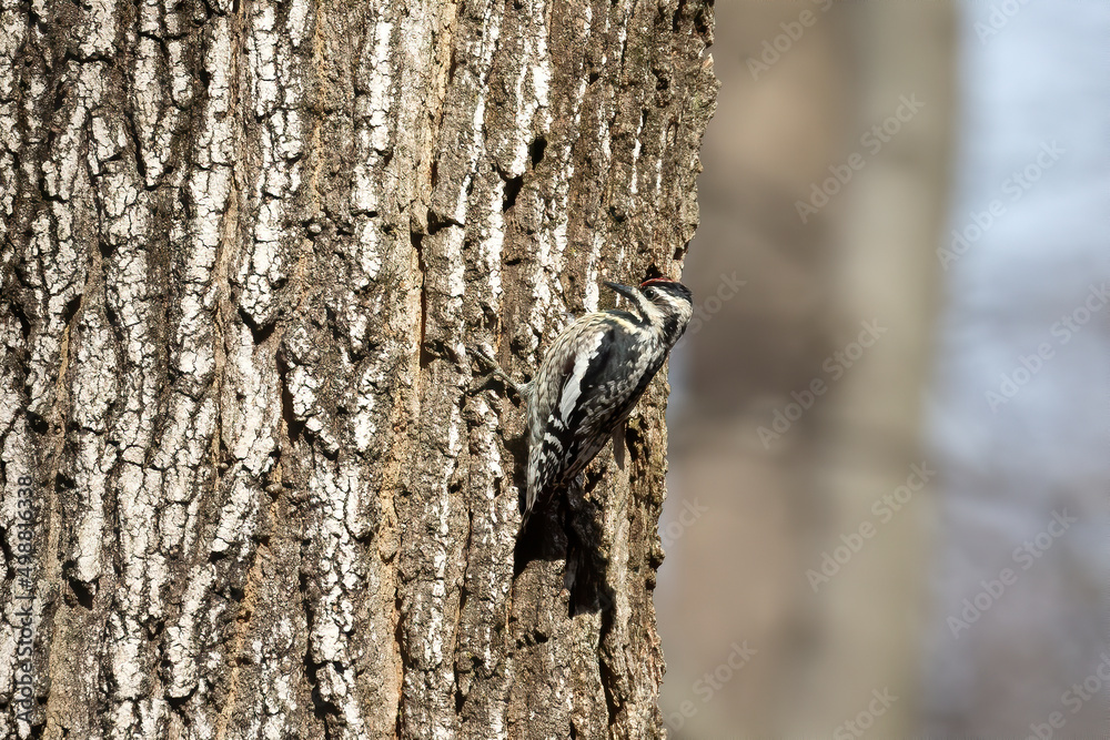 Yellow-bellied Sapsucker (Sphyrapicus varius) in Wisconsin Yellow-bellied Sapsucker (Sphyrapicus varius) in Wisconsin