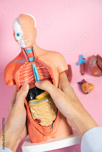 Anatomical mannequin for teaching human organs.