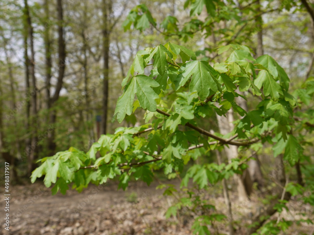 In der Natur In der Natur