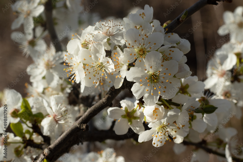 Blooming Prunus Spinosa bush with white flower . A thorny eurasian bush with plumelike fruits Blooming Prunus Spinosa bush with white flower . A thorny eurasian bush with plumelike fruits