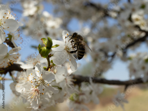 Blooming Prunus Spinosa bush with white flower and a bee. A thorny eurasian bush with plumelike fruits