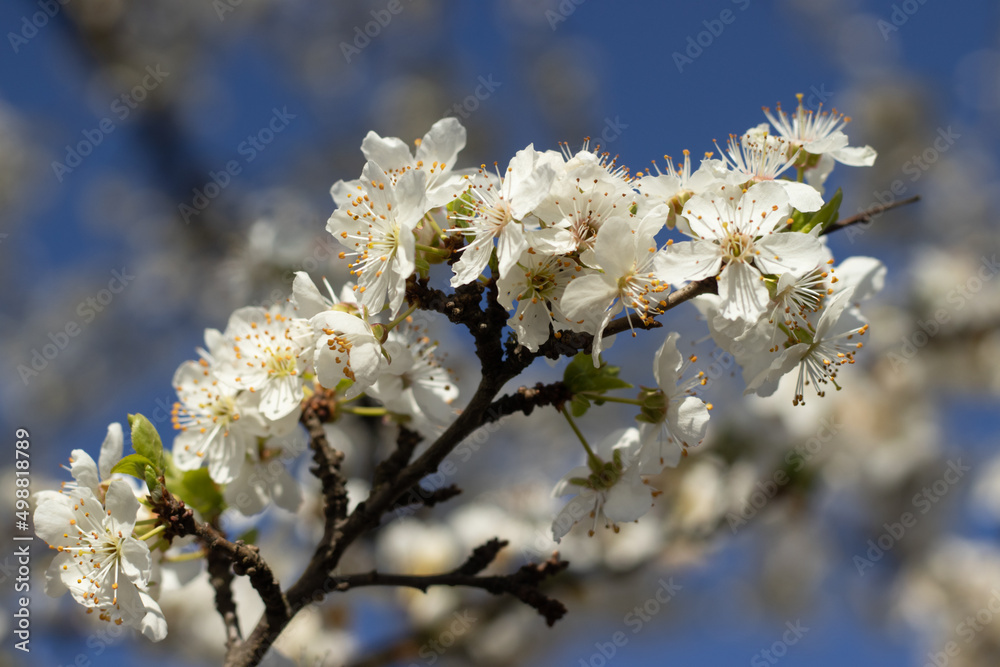 Blooming Prunus Spinosa bush with white flower . A thorny eurasian bush with plumelike fruits