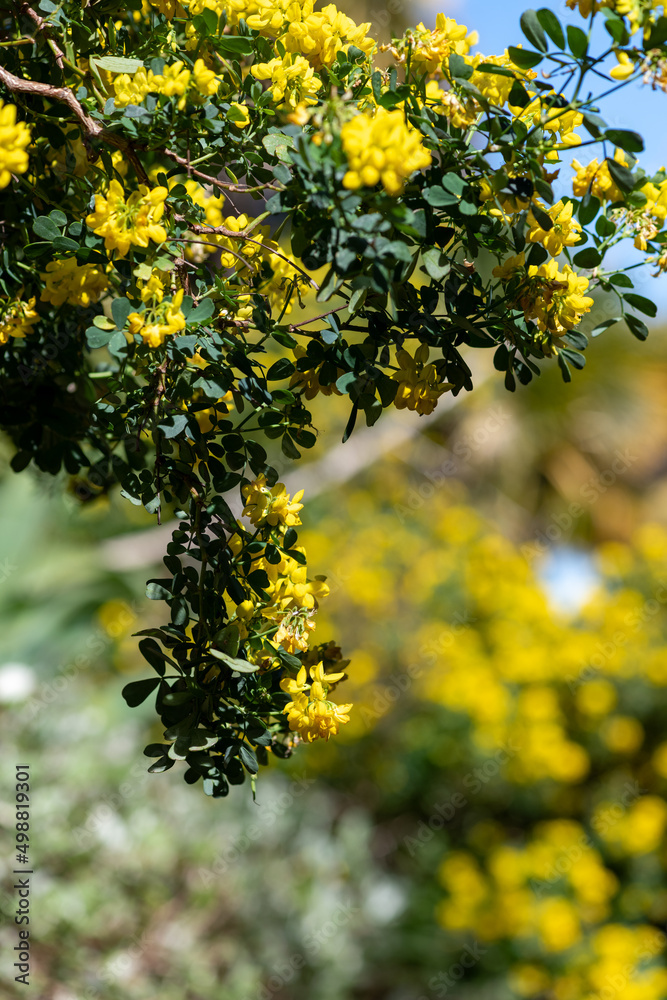 Close up of sweet broom (genista stenopetala) flowers in bloom Close up of sweet broom (genista stenopetala) flowers in bloom