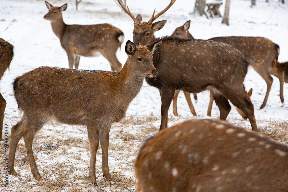 Herd of deer of different ages in the forest in winter Herd of deer of different ages in the forest in winter