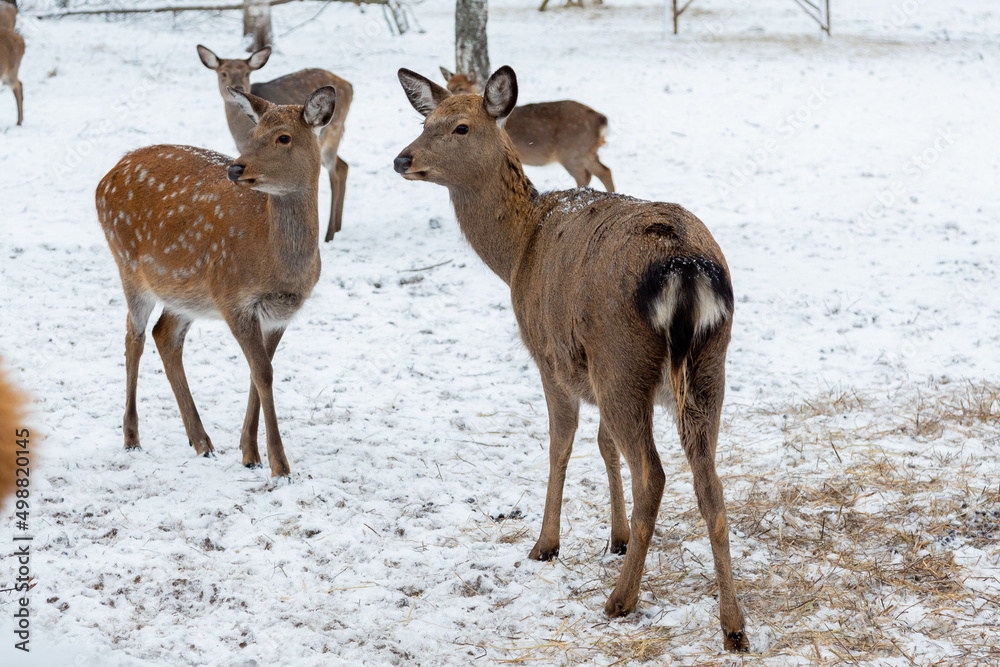 Herd of deer of different ages in the forest in winter Herd of deer of different ages in the forest in winter