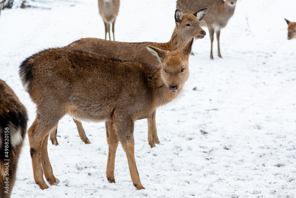 Herd of deer of different ages in the forest in winter Herd of deer of different ages in the forest in winter