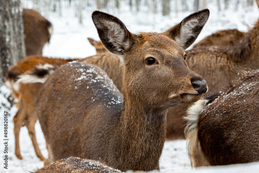 Herd of deer of different ages in the forest in winter Herd of deer of different ages in the forest in winter
