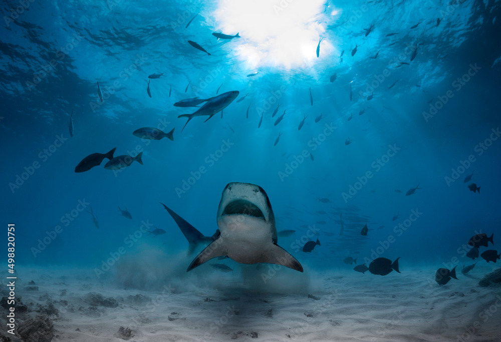 Diving with sharks and fish in a beautiful fantastic landscape of Indian ocean and Maldives island