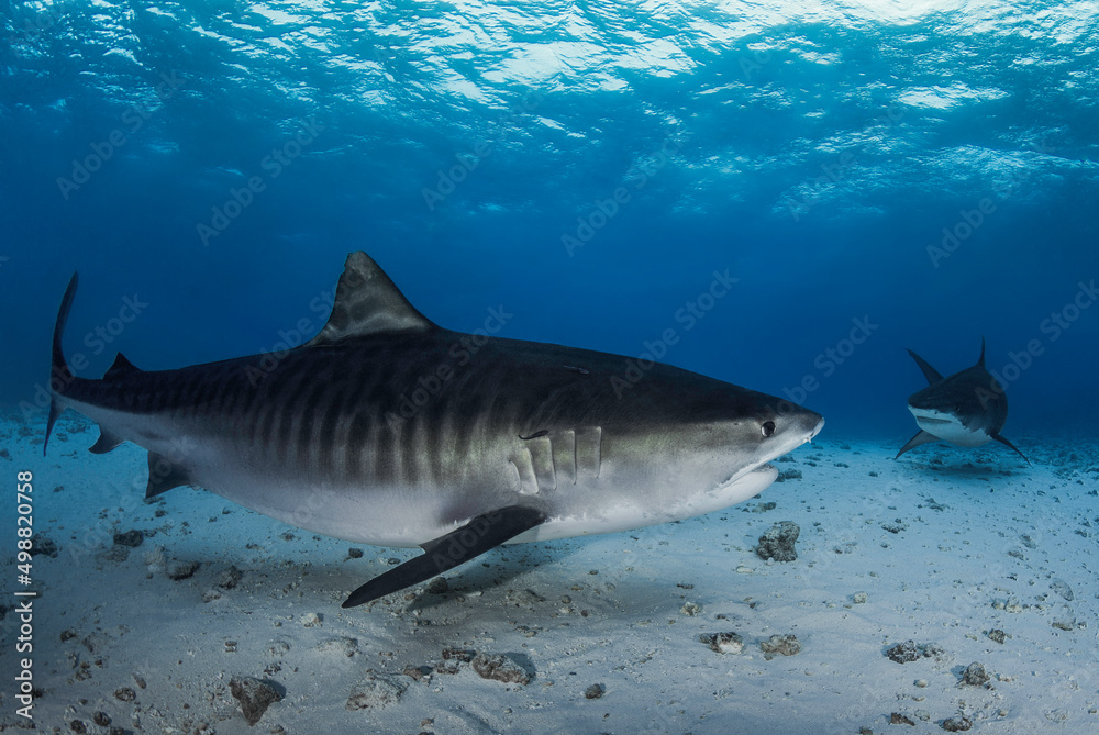 Naklejka premium Big dangerous tiger sharks in the deep blue 