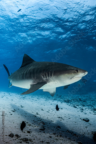 Dangerous tiger shark in the deep of ocean with diver
