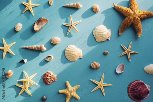 Flatlay of various sea shells and starfish
