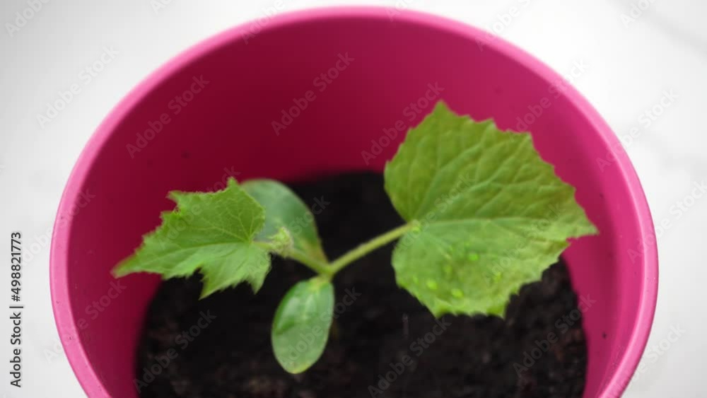 Spraying a small cucumber sprout in pot Spraying a small cucumber sprout in pot