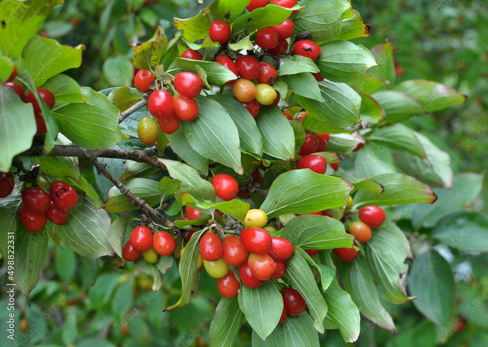 The fruits of dogwood ripen on a tree branch