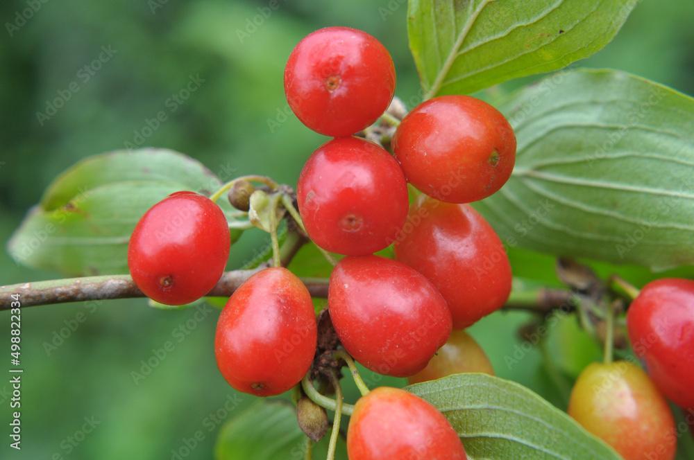 The fruits of dogwood ripen on a tree branch The fruits of dogwood ripen on a tree branch