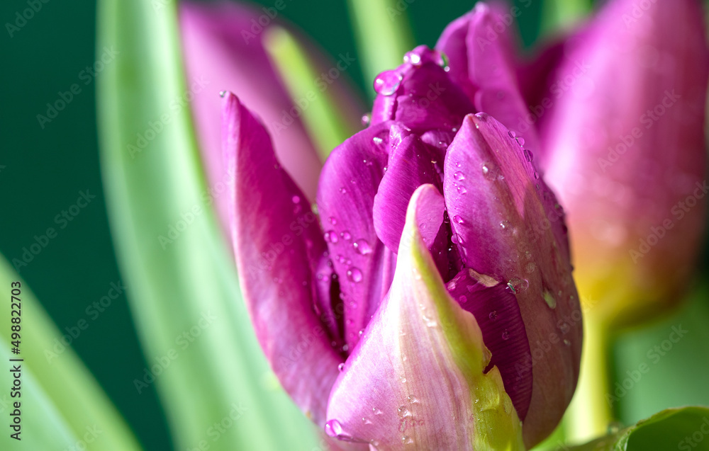 Close up of pink tulip with water drops, selective focus, blurred background Close up of pink tulip with water drops, selective focus, blurred background
