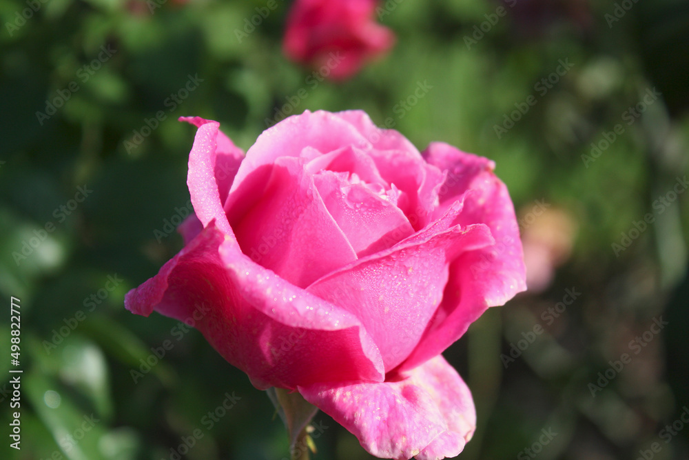 pink rose flower against the natural background