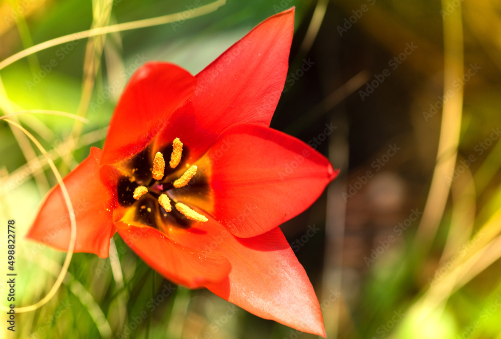 Close up of red tulip, selective focus, blurred background Close up of red tulip, selective focus, blurred background