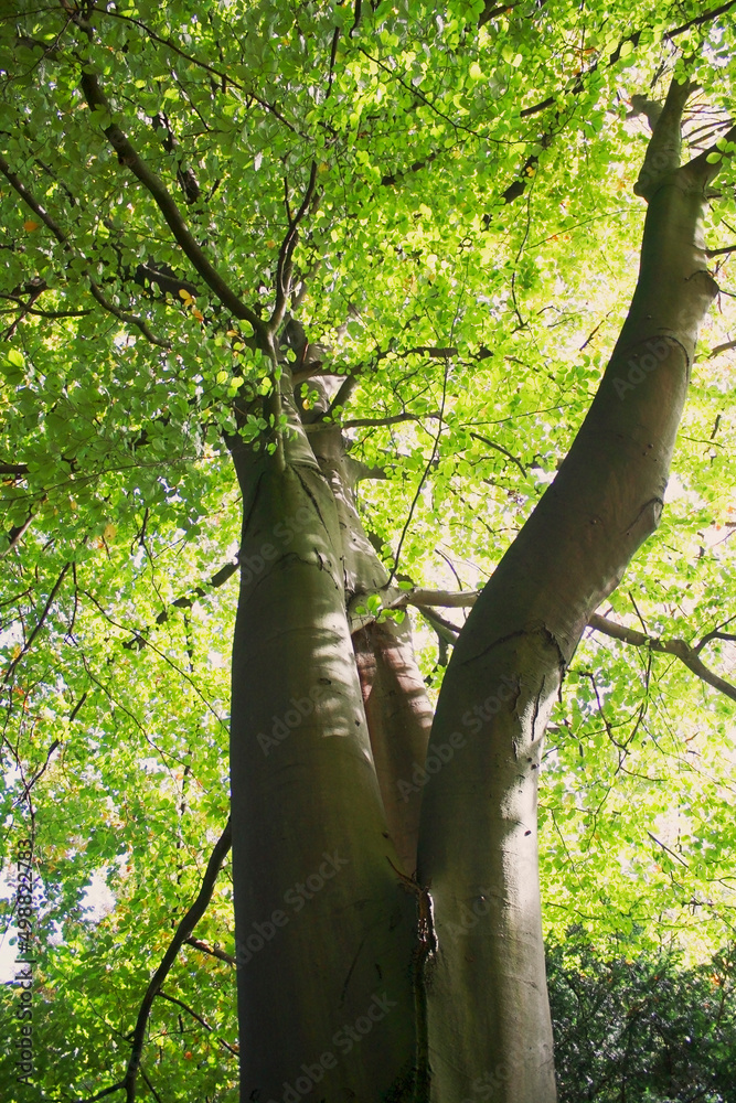 Fototapeta premium Big tree with the smooth bark trunk on the sunny day