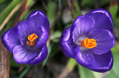 Close-up of two blue crocus flowers with the orange color middles