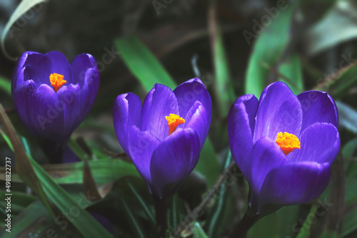 Blue crocus flowers with the orange color middles