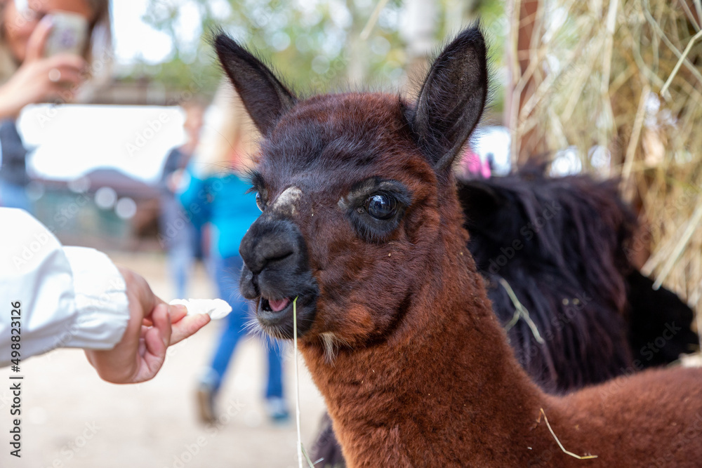 Fototapeta premium Sheared alpacas of different colors in nature