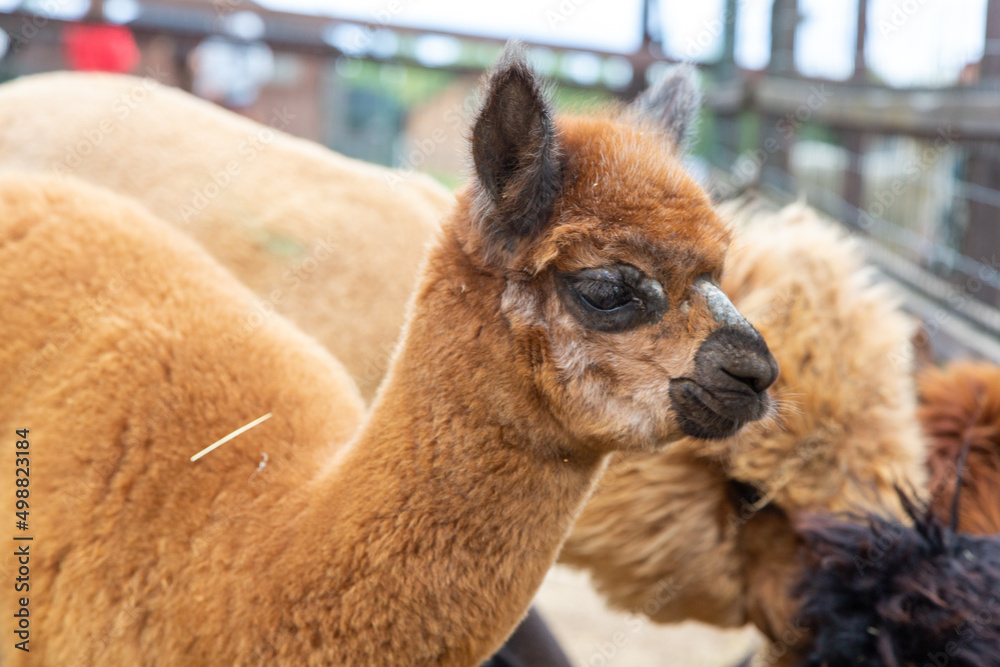 Obraz premium Sheared alpacas of different colors in nature