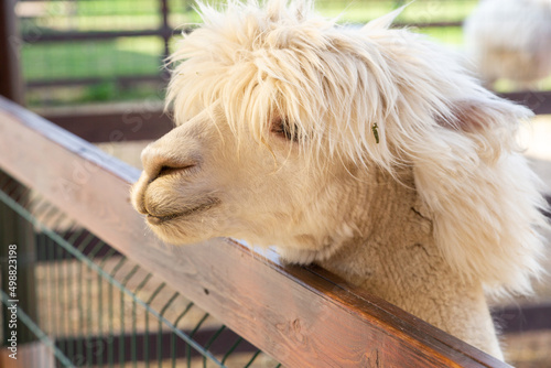 Sheared alpacas of different colors in nature