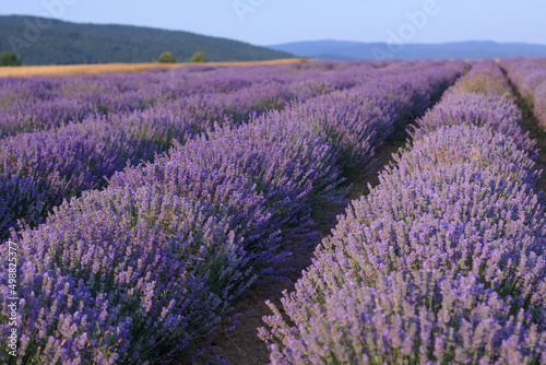 Beautiful landscape with rows of purple lavender bushes