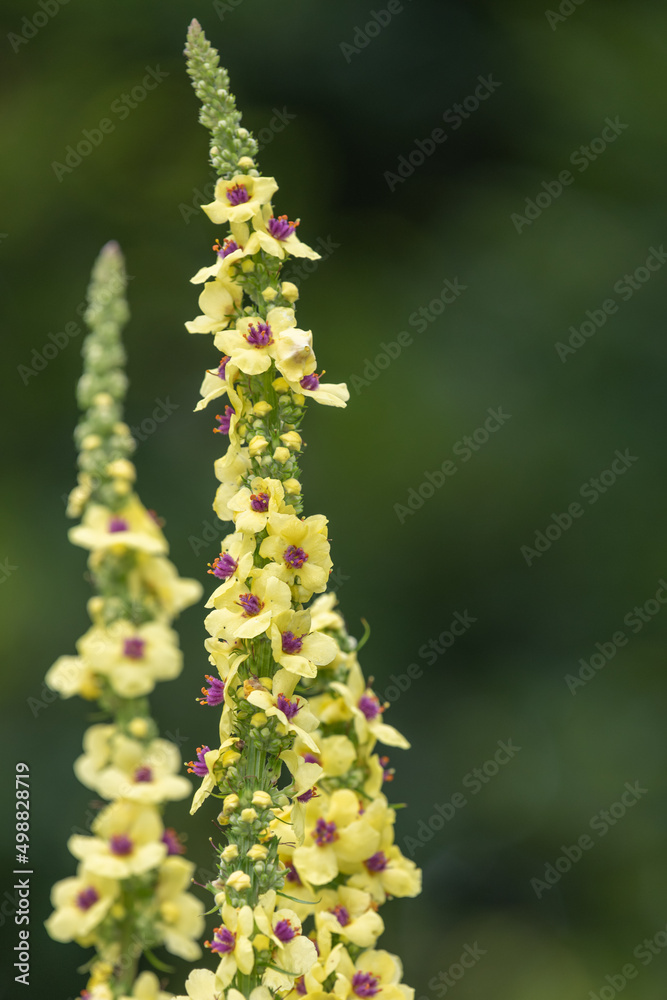 Close up of verbascum chaixii flowes in bloom Close up of verbascum chaixii flowes in bloom