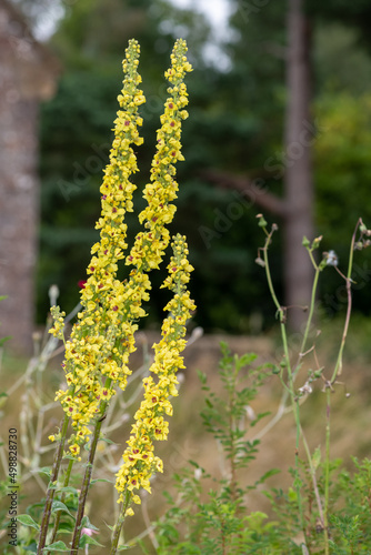 Close up of verbascum chaixii flowes in bloom