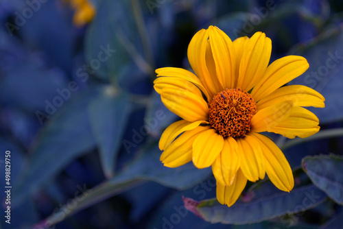 Yellow flower on a blue background  like the flag of my country