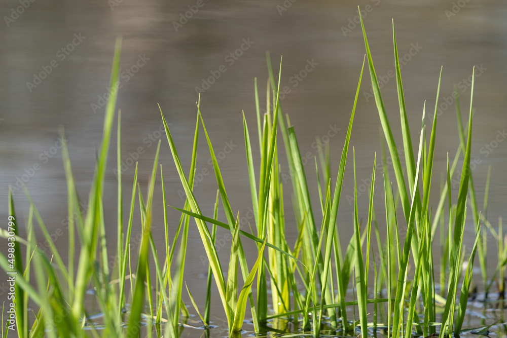 Fototapeta premium Zielona trawa wyrastająca z wody