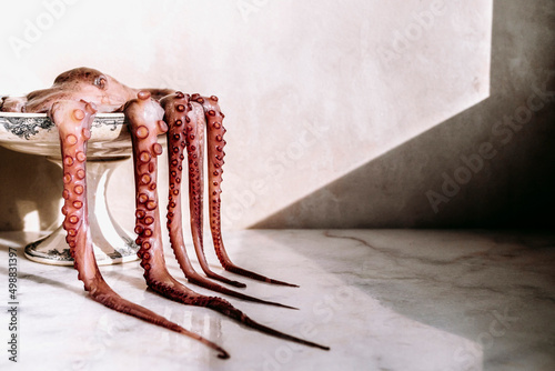 Fresh raw octopus on a white background photo