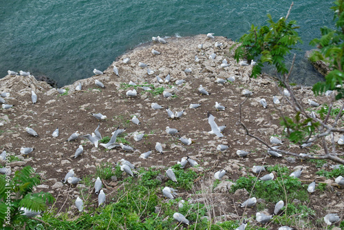 group of seagulls on the riverside