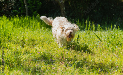 grosso cane peloso e felice 