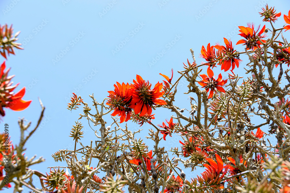 デイゴの花