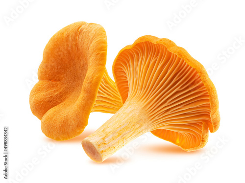 Chanterelle mushroom isolated on white background 