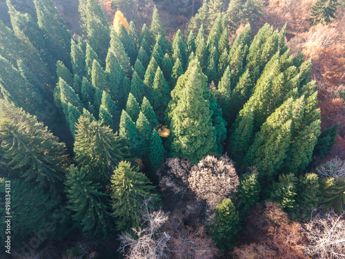 Aerial view of Old Sequoia forest, Bulgaria