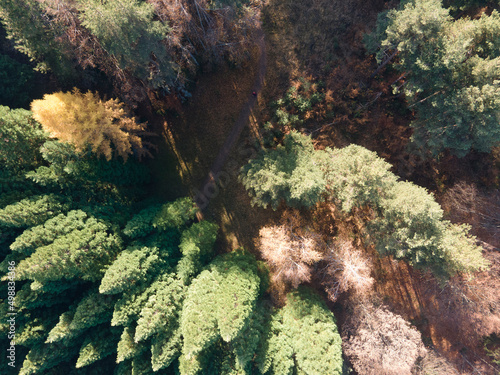 Aerial view of Old Sequoia forest, Bulgaria photo