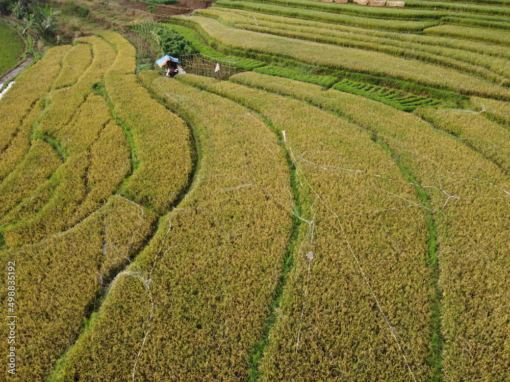 aerial panorama of agrarian rice fields landscape in the village of KENDAL REGENCY Central Java PROVINCE , like a terraced rice fields ubud Bali Indonesia