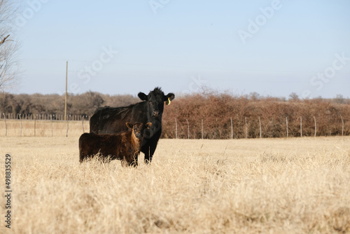 Black angus cow with calf in pasture on rural beef ranch of Texas.