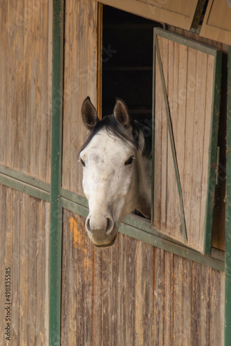 horse's head sticks out of the window in the stable © galina