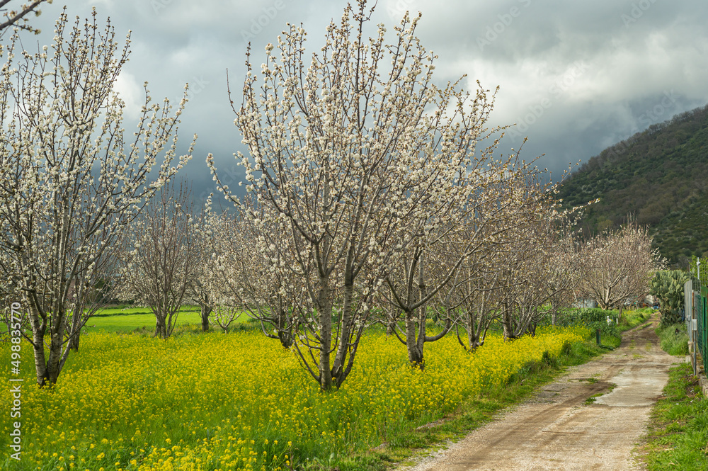 Early spring, blooming gardens in the south of Italy in the mountains. Subsistence farming, home farms for the production of fruits and berries. Early spring, blooming gardens in the south of Italy in the mountains. Subsistence farming, home farms for the production of fruits and berries.