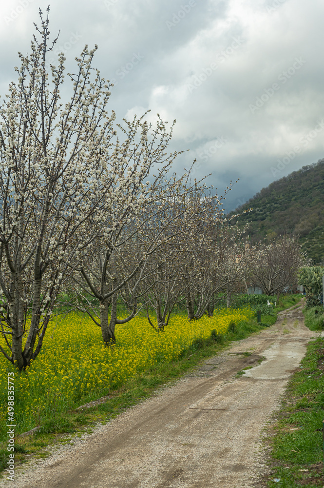 Early spring, blooming gardens in the south of Italy in the mountains. Subsistence farming, home farms for the production of fruits and berries. Early spring, blooming gardens in the south of Italy in the mountains. Subsistence farming, home farms for the production of fruits and berries.