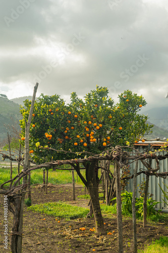 Tangerine (orange) trees in the garden. Small village in the mountains in southern Italy.
