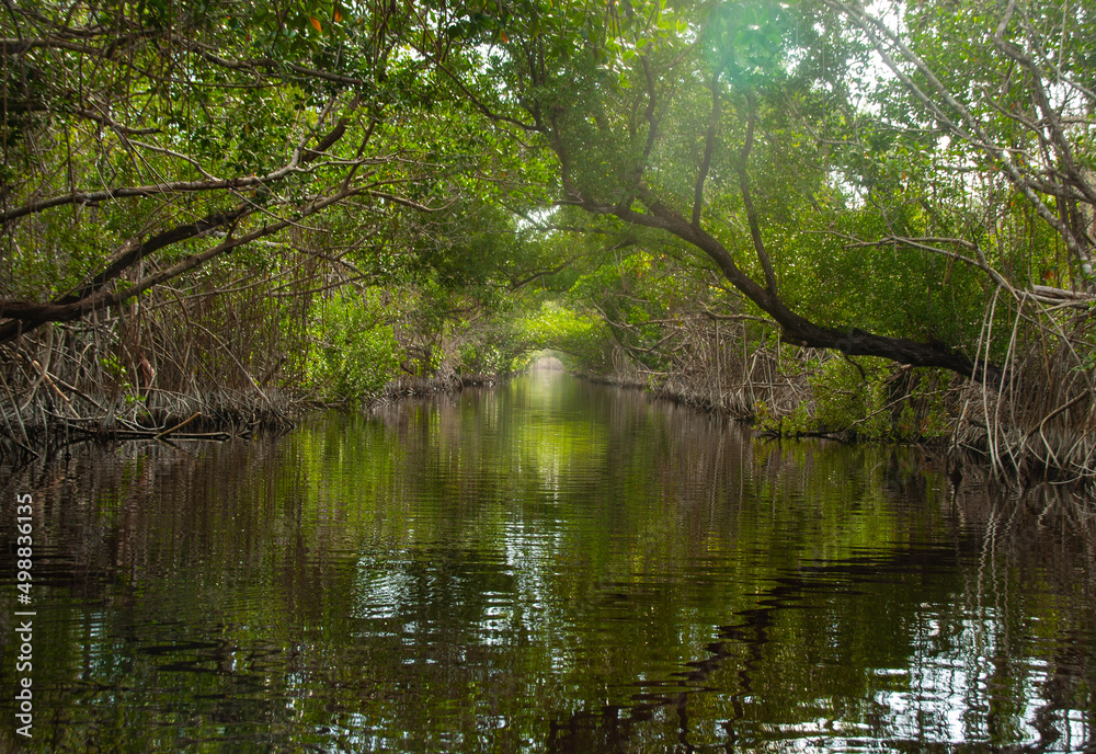 Tunnel of trees on the water