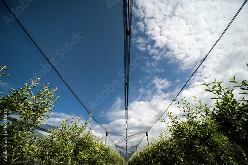 Hagelschutz Netz Hagelnetz Schutznetz Vögel für Obst Plantage Obstanbau Apfelplantage  photo