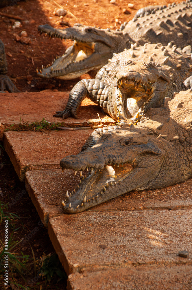 Obraz premium Crocodiles