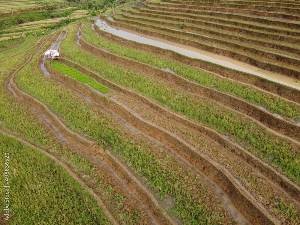aerial panorama of agrarian rice fields landscape in the village of KENDAL REGENCY Central Java PROVINCE , like a terraced rice fields ubud Bali Indonesia aerial panorama of agrarian rice fields landscape in the village of KENDAL REGENCY Central Java PROVINCE , like a terraced rice fields ubud Bali Indonesia