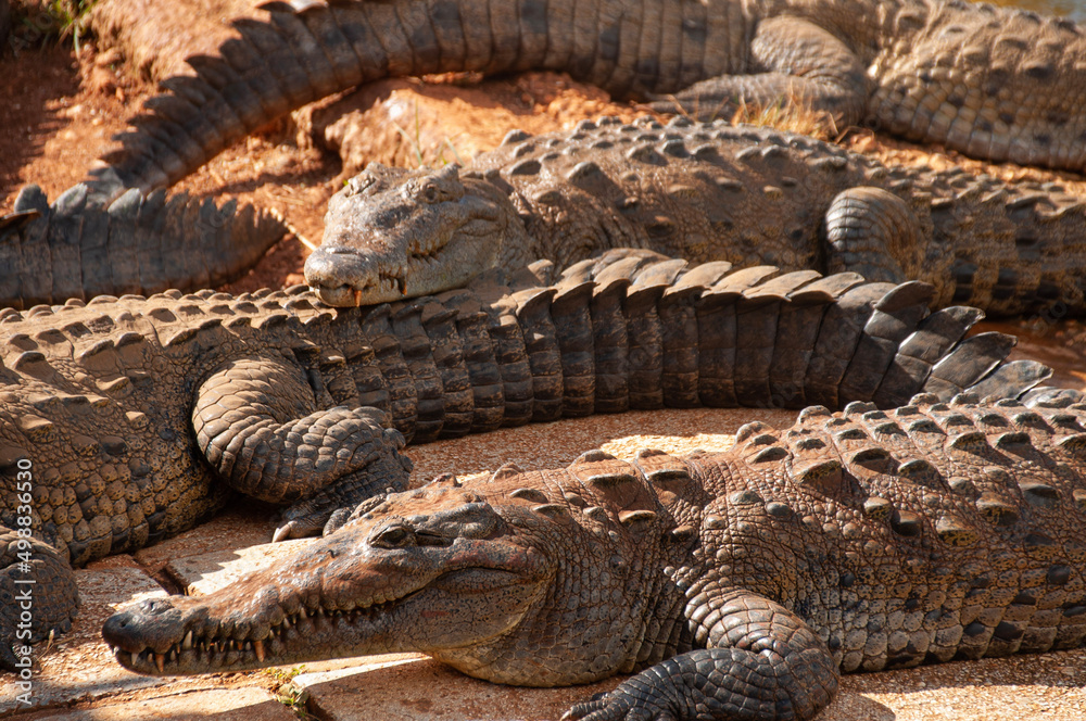 Obraz premium Crocodiles